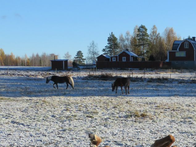 Under natten kom den första snön. Direkt på morgonen när hästarna kommit ut var det dags att rulla sig i den. På bilden hade alla hästar legat ner och rullat en gång. Det var bara Thengill och Sunnas tur kvar. 