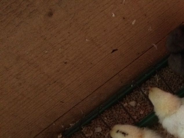 Kycklingarna på bilden är 3 dygn och det blev 8 st (endast 7 på bilden). Just för tillfället bor de i sadelkammaren med en värmelampa. För att senare ska flytta ut till hönshuset om några veckor. 